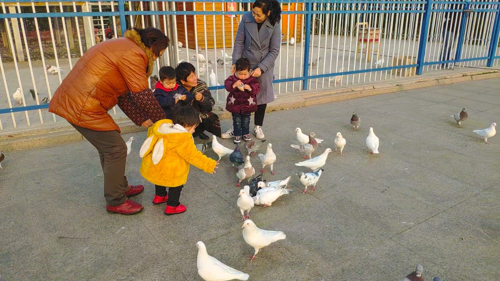 不用去伦敦,在沭阳也可以喂鸽子,还能随时打掼蛋看飞机