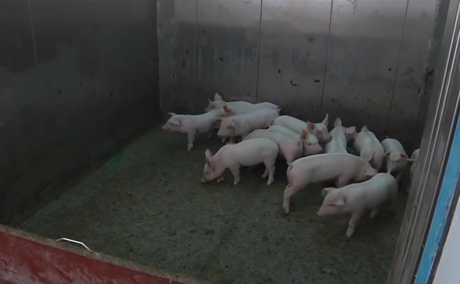世界最大养猪场 一层楼1000头猪 这样环境下的猪你还敢吃吗