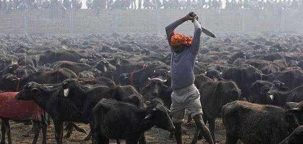 印度是牛肉出口大国,为什么印度人自己不吃牛