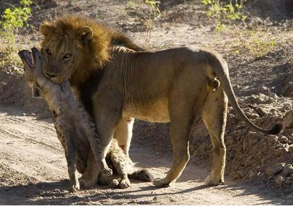 狮子狩猎鬣狗后,觉得太沉放下舍弃,接下来的画面让人惊讶