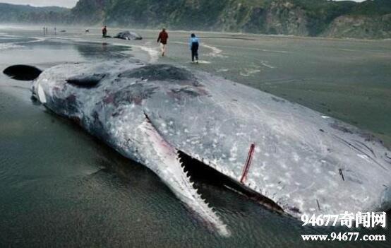 大王乌贼有多大, 传说最长80米以抹香鲸为食