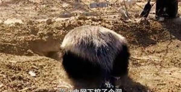 自从海豚哥搬来动物园后,饲养员快气哭了:我走还不行?平头的手工怎么做图片