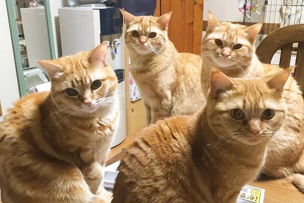 一位网友家养了5只大橘猫,这场景太壮观了!