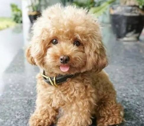 请不要再黑泰迪了，人家其实比你想象的更优秀