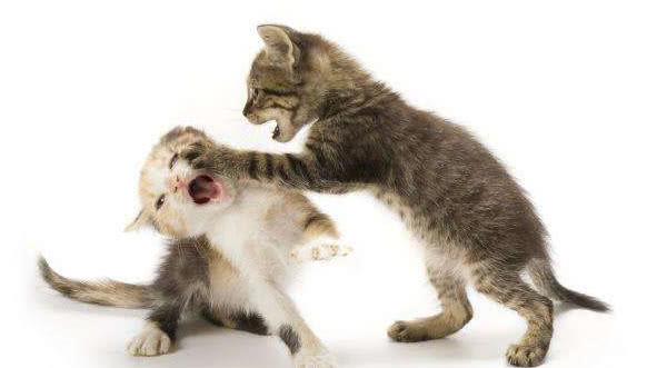 解密:猫咪打架为什么喜欢互扇巴掌?