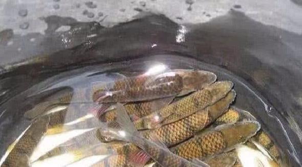 中国最好吃的7种鱼, 吃过5种以上的, 绝对是土