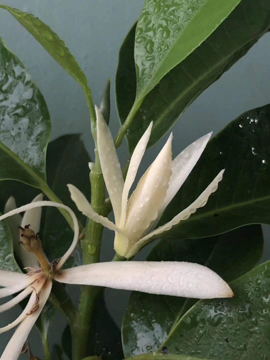 养白兰花就3招白兰长得又矮又茂盛花朵呼呼开又大又香