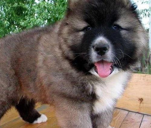高大威猛的俄罗斯国宝 高加索犬