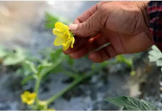 西瓜授粉的这件事儿,一定要提前知晓,不然会出