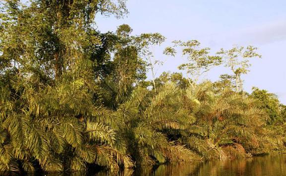 非洲第二大和世界第十一大的刚果,竟然是正式