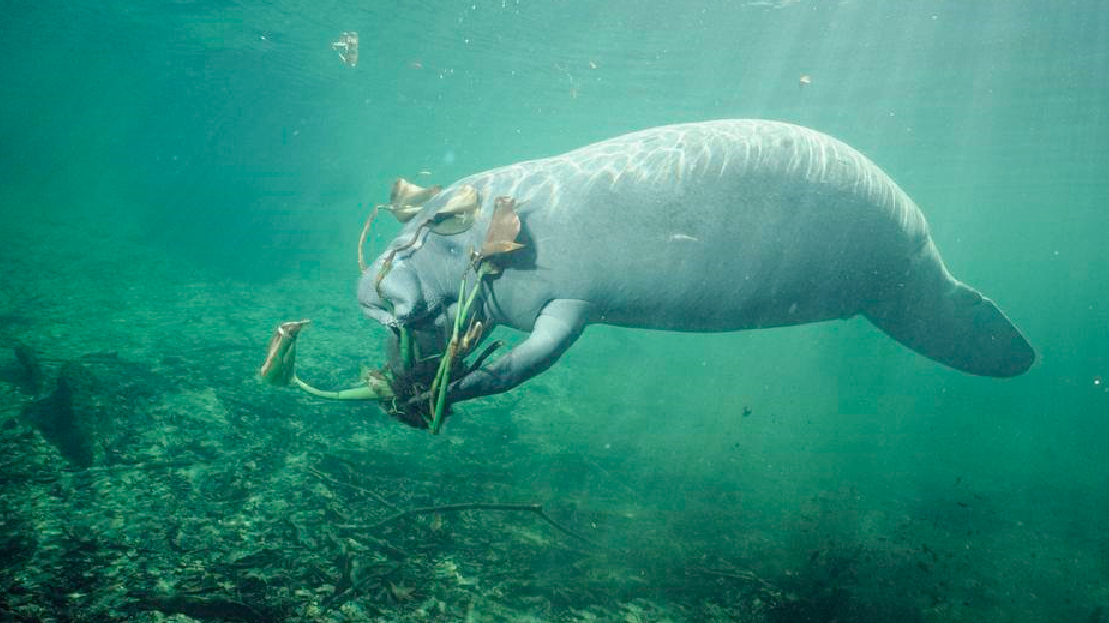 居住在海洋里动物图片