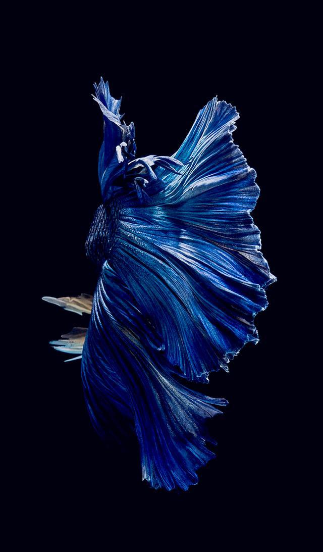 新鲜热辣」唯美纯色精选,iphone 8 概念超清壁纸