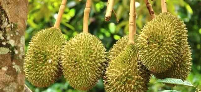 榴莲为什么这么贵? 看完你就明白了