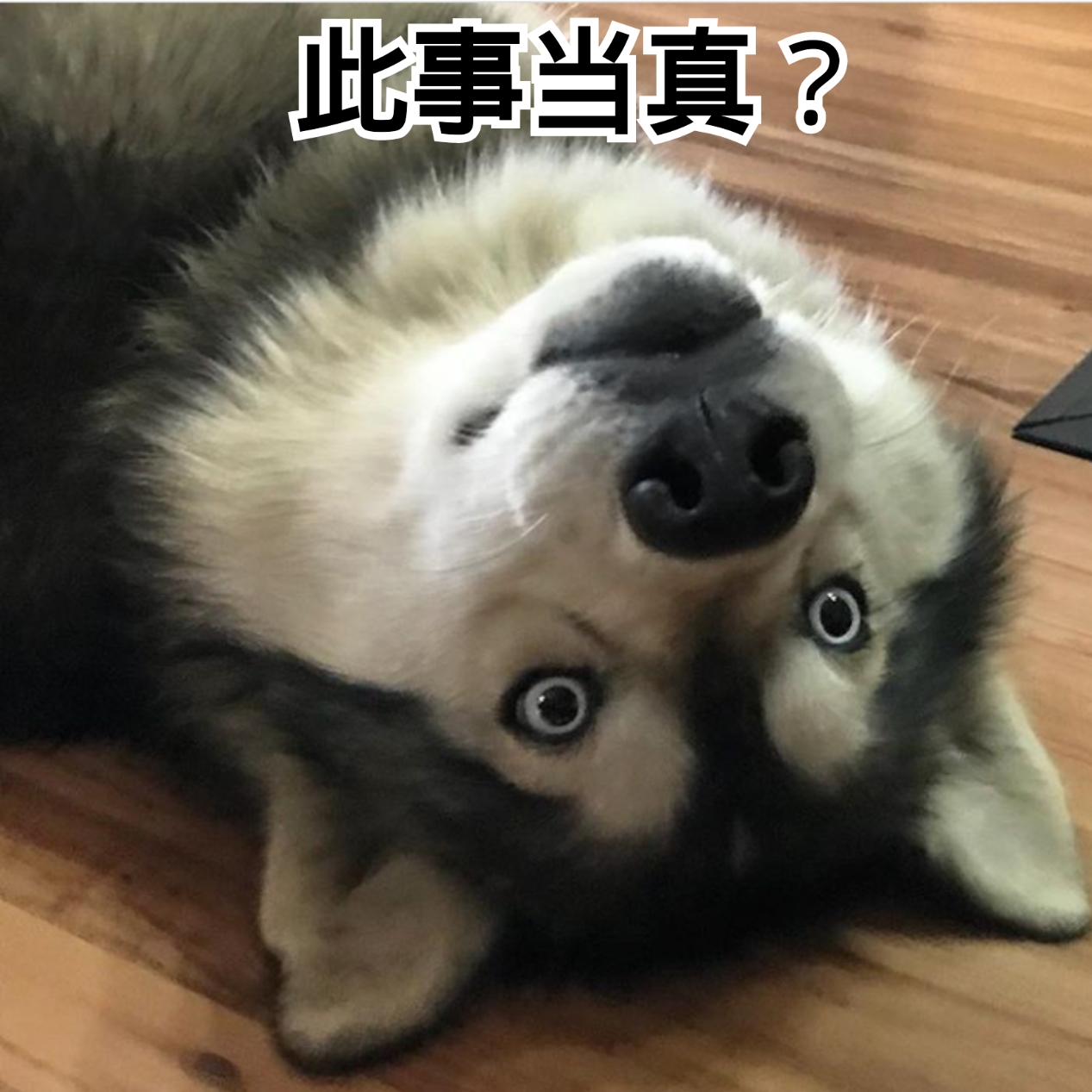 汪星人表情包82:暗中观察!(捏脸)让你多嘴!此事当真?玩玩具