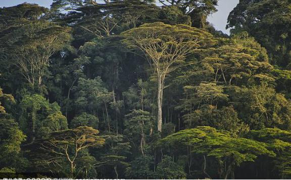 非洲第二大和世界第十一大的刚果,竟然是正式