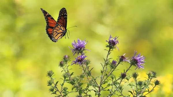 一个人活着的意义不是结论,是每一个经历,每一