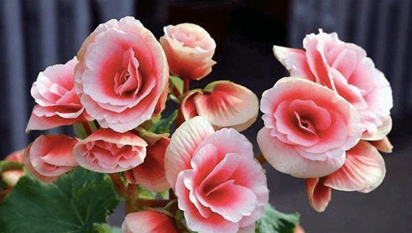 耐阴又容易开花的植物, 推荐8款喜欢开花的耐