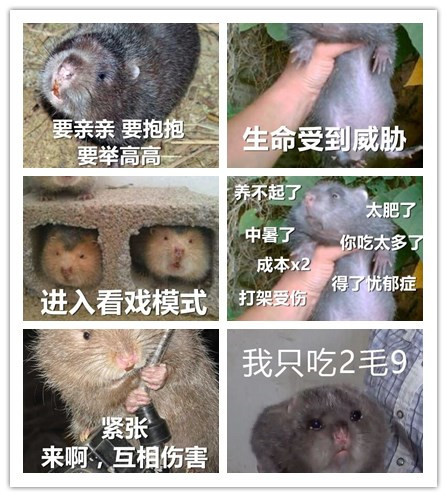 一组时下超火的竹鼠表情|v表情待我如此a表情找个骑表情摩托图图片