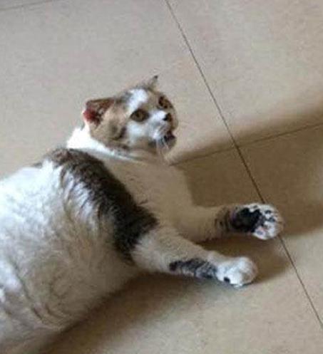 看到同伴猫用两条腿走路 这只大胖猫的表情让主人笑趴
