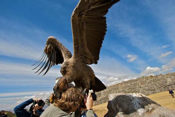 大家知道世界上最大的空中猛禽是什么吗?它就是安第斯神鹫