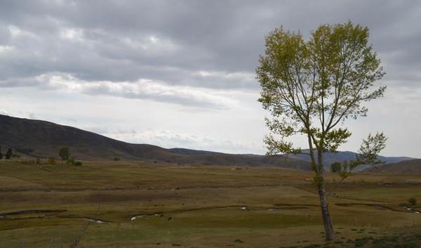比比 内蒙 新疆 西藏 哪个地方的草原最美
