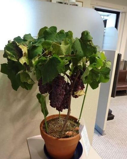 阳台盆栽葡萄的种植技术,以及养护管理