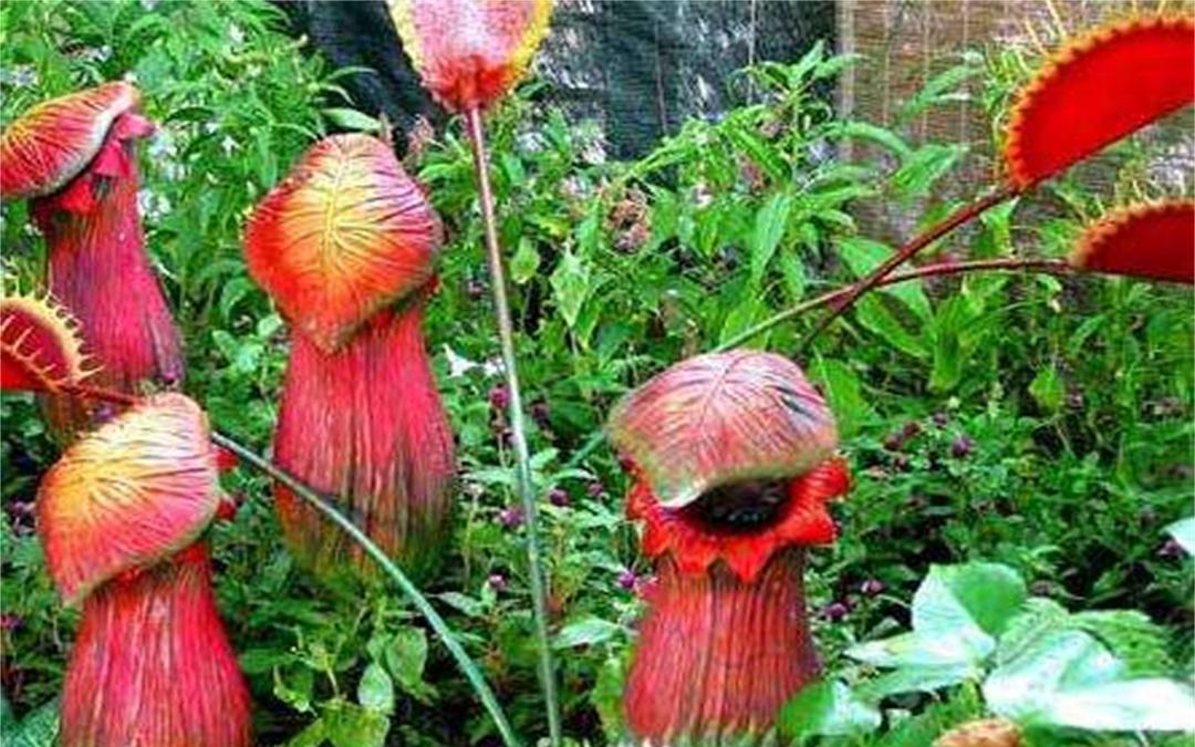 世界上真的有食人花吗?