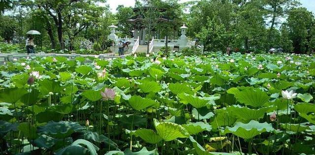 惠州开挂!高铁20分钟到深圳,这些好玩好吃的不