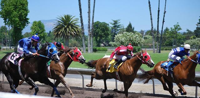 这种马奔跑速度88.5公里, 全世界一共有460万