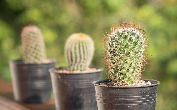 最适合新手养的5种花,生命力非常旺盛,懒人养