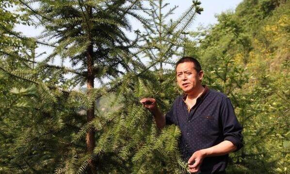 国家是否禁止种植杉树?