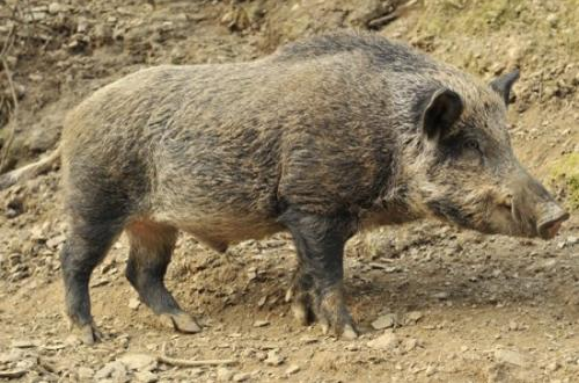 男子被猪的叫声吸引,寻声而去后,野猪的反应让