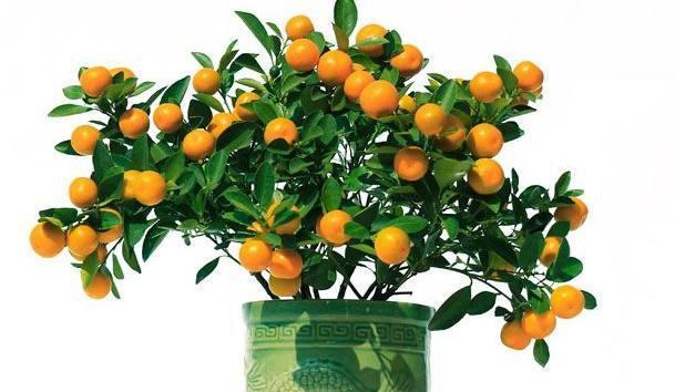 桔树盆景如何种植的 种植桔树盆景方法!