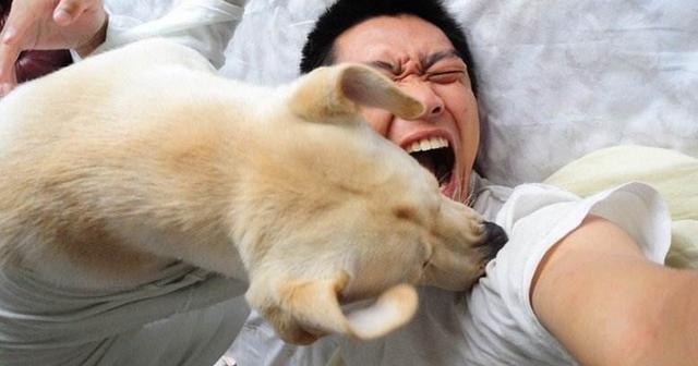 痛惜!男童小区被狗咬身亡,国内的宠主养狗是否