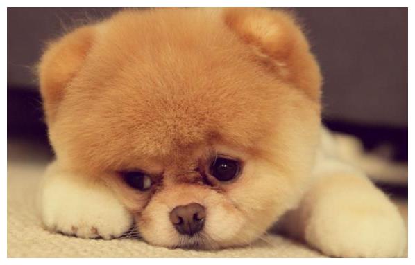 适合家养的10大宠物狗, 拉布拉多你认为排名第