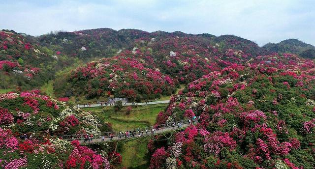 贵州毕节地球彩带百里杜鹃缤纷绽放