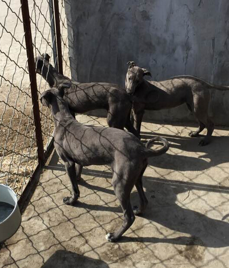 格力犬能喂养生鸡蛋吗 怎么喂养格力犬长肌肉