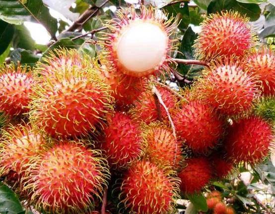 也是著名的热带水果,在中国能适合种植的地方不多,属珍稀水果