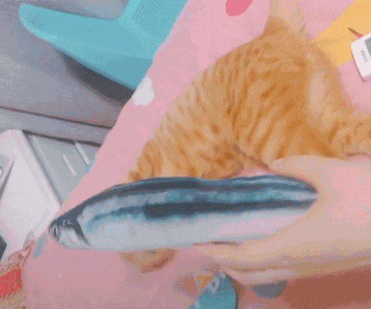布偶鱼被猫咪玩坏!看着里面露出的棉花,我