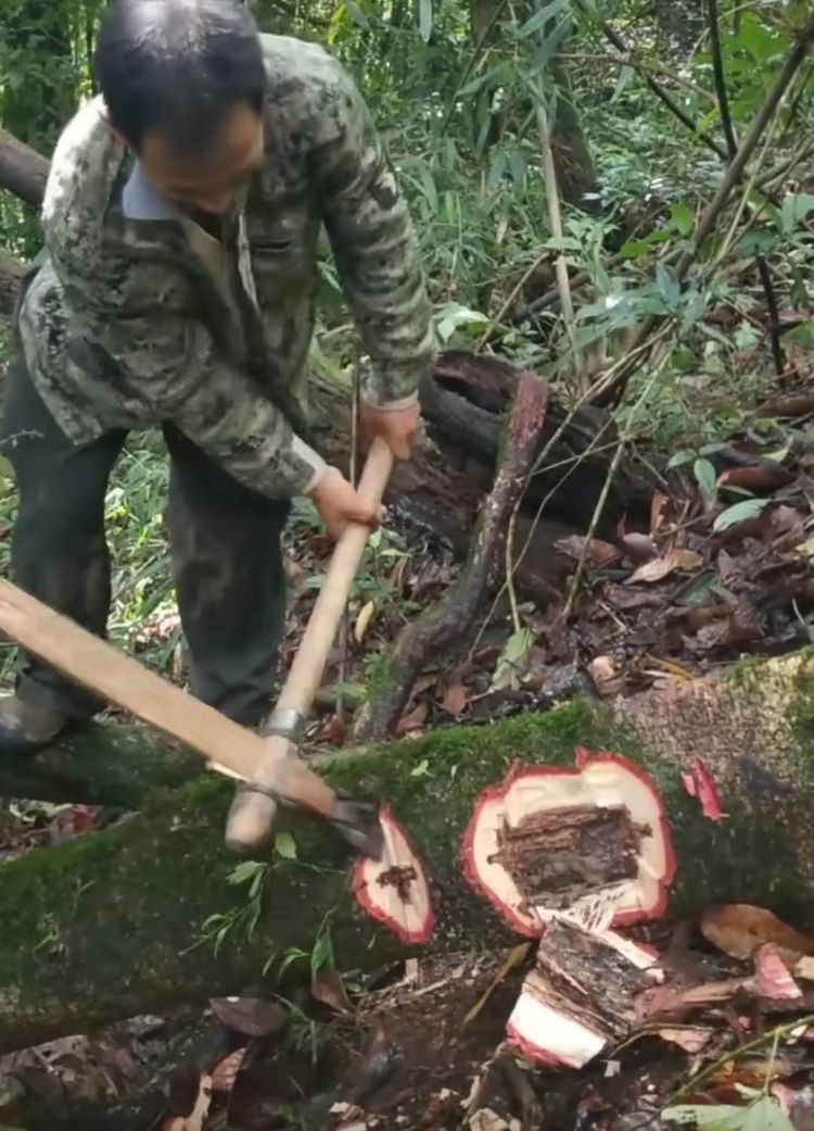 老汉砍山上腐烂树木,村民不解纷纷嘲笑,随后却都投来羡慕目光