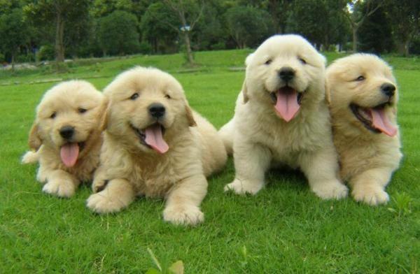 什么狗最忠诚?对人类最忠诚的狗狗排名