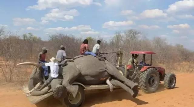 非洲国家津巴布韦, 偏爱中国牌子的车, 是中国车的“死忠粉”