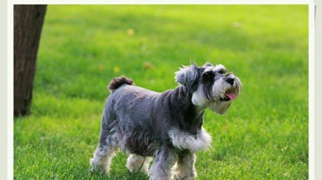 有哪些不会长大的小型犬?