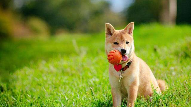 狗狗发出的呜呜声音是想要表达什么呢?说出来