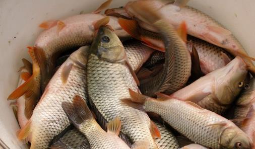 被人看不起的千米高山贫困村, 稻田养鱼让人刮