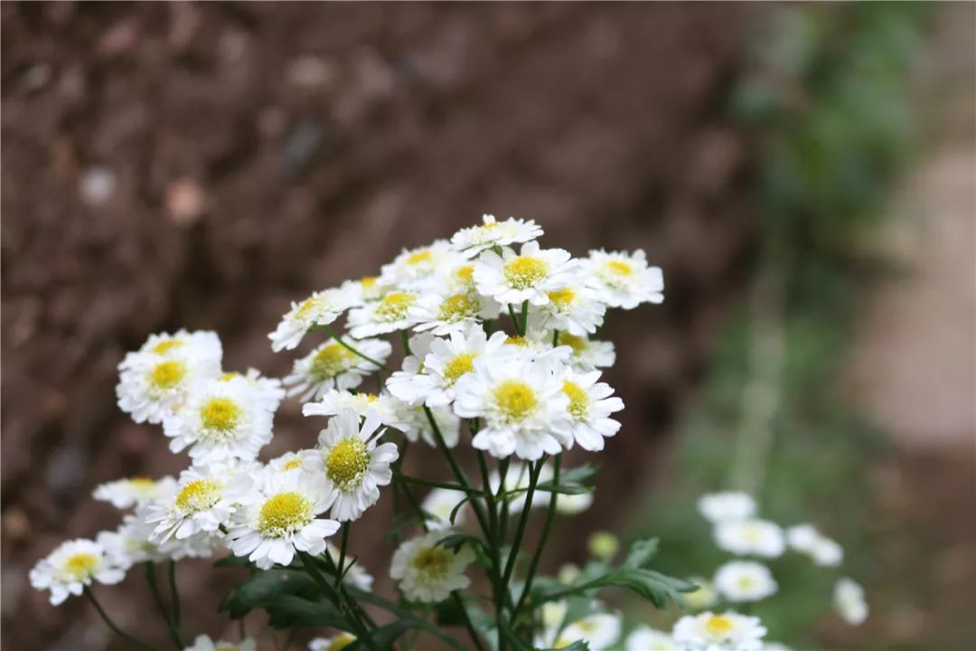 墙角的这簇花很漂亮,像小菊花(可能就是),因为她拥有菊花的清新淡雅.