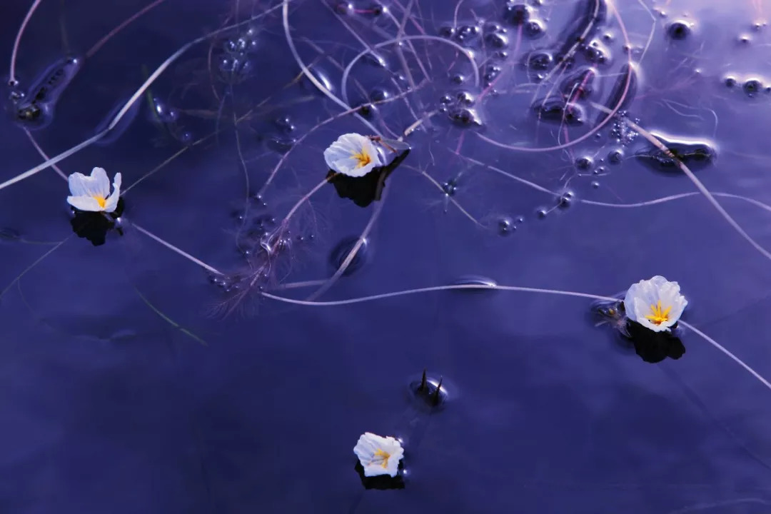 泸沽湖的水性杨花已开,你什么时候来?