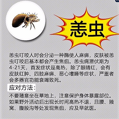 夏季毒虫叮咬高发 严重可致人死亡|恙虫|红火蚁|_新浪