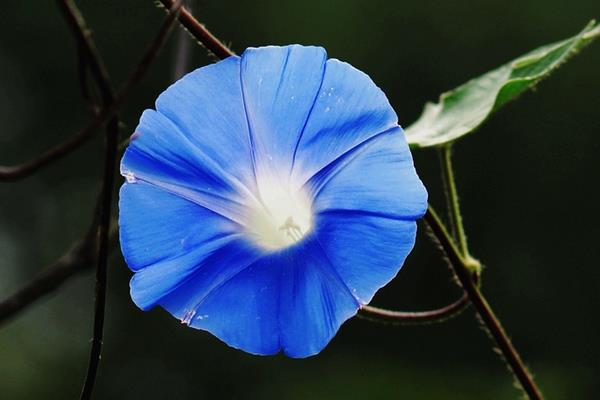 关于牵的牛花美丽传说,有关牵牛花诗句!