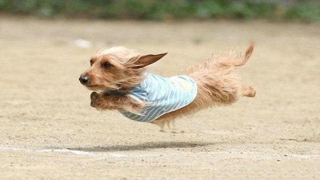 柯基,柴犬跑快的时候还真像是在飞